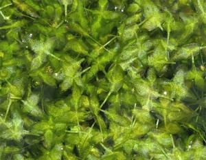 Ряска трехдольная (Lemna trisulca) - аквариумное растение, плавающее на поверхности. Описание, содержание, разведение