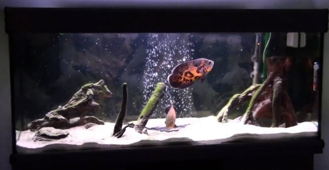 Астронотус глазчатый в аквариуме.