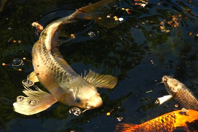 Gold butterfly koi.