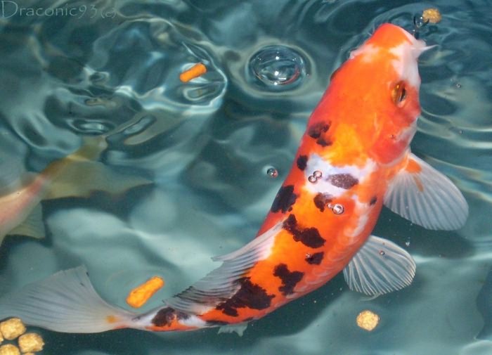 Фото Японских Рыб