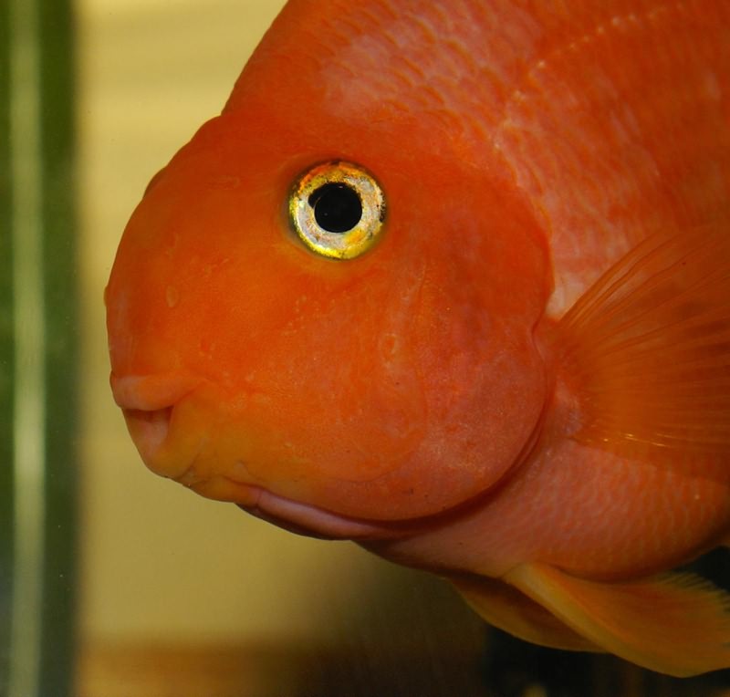 Красный попугай (рыба-попугай) (Red Blood Parrot Fish)
