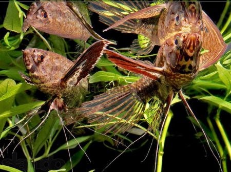 Пантодон - рыбка бабочка, фото-видео обзор