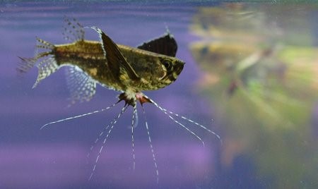 Пантодон - рыбка бабочка, фото-видео обзор
