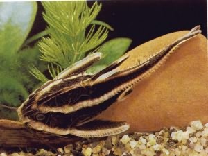 Аквариумные рыбки сомики: анцитрусы, брохисы, броняки