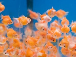 Сколько рыбок держать в аквариуме