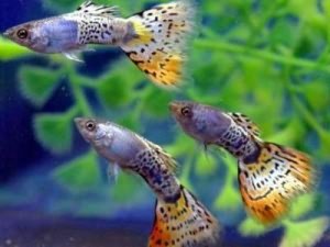 аквариумные рыбки гуппи