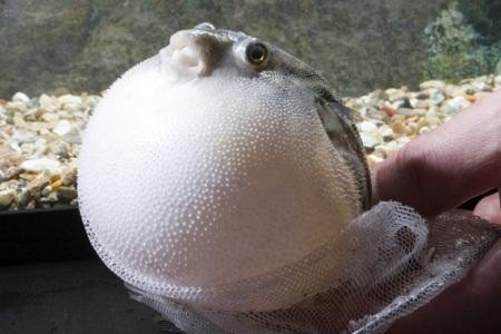 рыба-шар при испуге