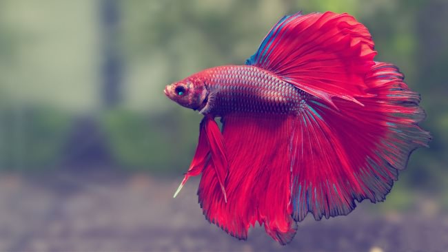 Красно-синяя рыбка петушок.