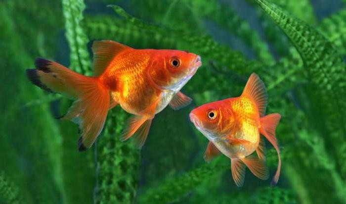 сколько лет живут золотые рыбки в аквариуме 