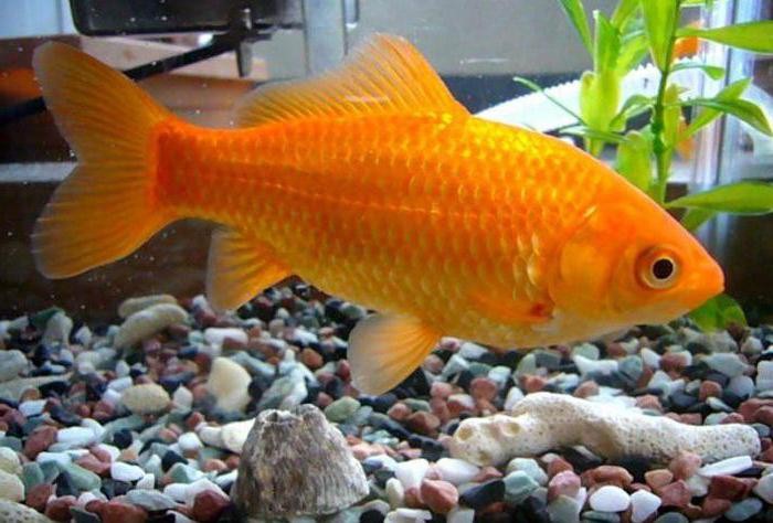сколько живут аквариумные золотые рыбки 