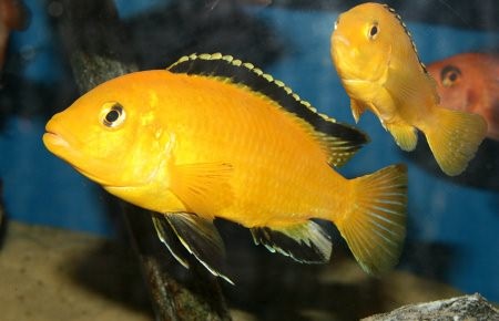 Лабидохромис Еллоу - желтая рыбка цихлида: содержание, совместимость, фото-видео обзор