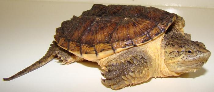 каймановые черепахи в аквариуме 
