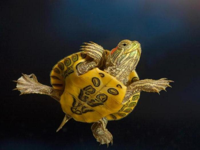 бывают ли красноухие черепахи декоративными