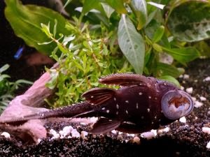 плекостомус аквариумный сомик