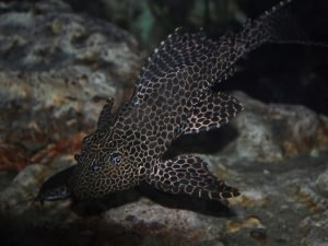 плекостомус аквариумная рыбка