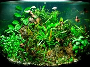 Травник аквариум для растений