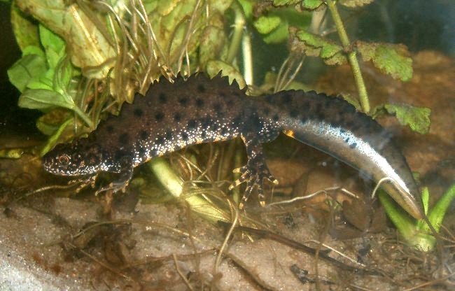 Northern crested newt.