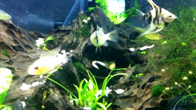 рыбки в грязном аквариуме