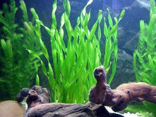 валлиснерия содержание и уход в аквариуме