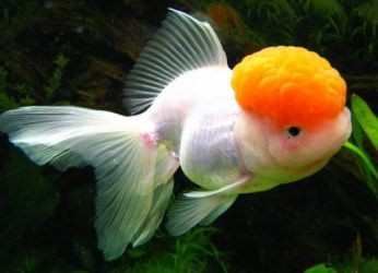 Золотая рыбка оранда