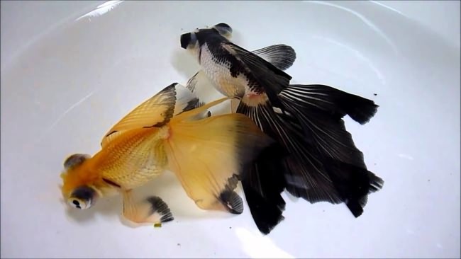 Золотые рыбы-бабочки.