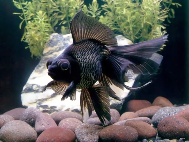 Black moor fish.