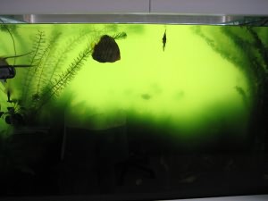 зеленеет вода в аквариуме