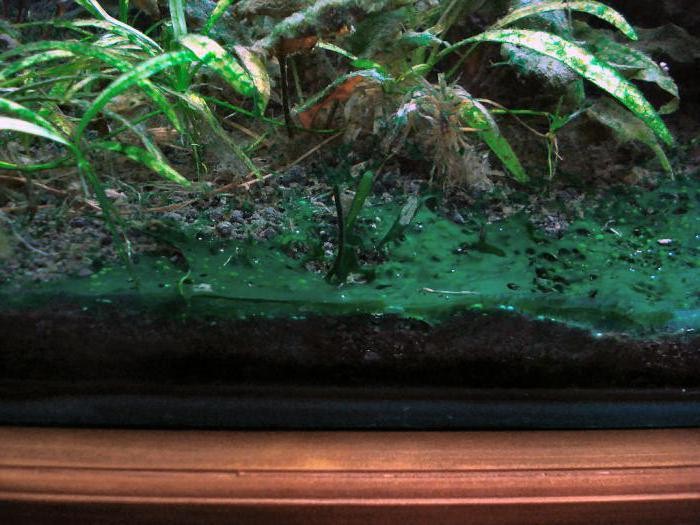 сине зеленые водоросли в аквариуме