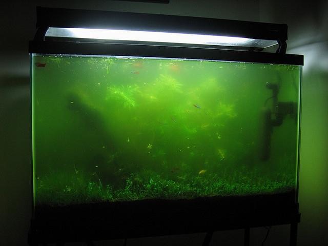Почему в аквариуме зеленеет вода?