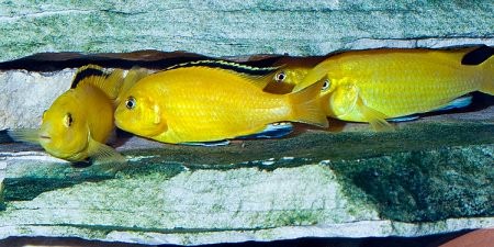 Лабидохромис Еллоу - желтая рыбка цихлида: содержание, совместимость, фото-видео обзор