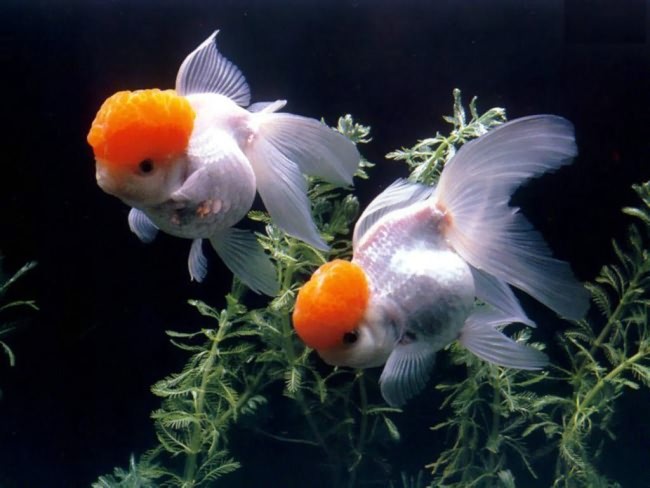 Золотая рыбка Tancho oranda.