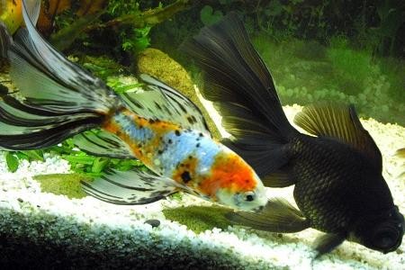 золотые рыбки шубункин и телескоп в аквариуме
