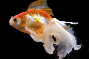 Золотые рыбки: содержание в домашних условиях