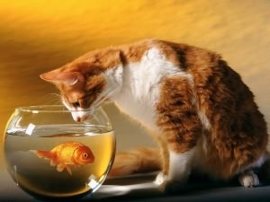 Золотые рыбки: содержание в домашних условиях