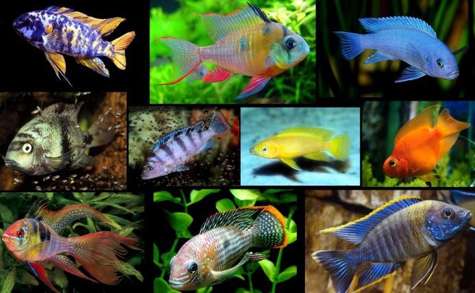 аквариумные рыбки совместимость видов таблица