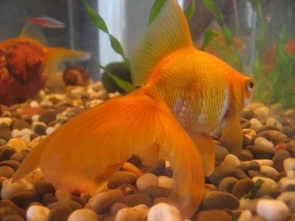 Золотая рыбка содержание в аквариуме