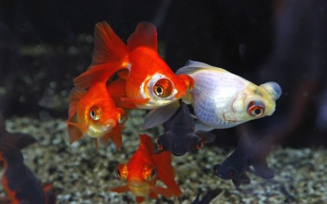 Разновидность золотой рыбки.