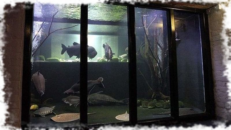 выставочный аквариум